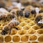 Beekeeping for Beginners