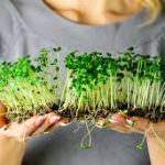 Grow Your Own Microgreens - Rolla