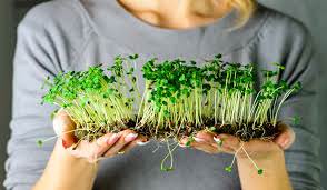 Grow Your Own Microgreens - Union