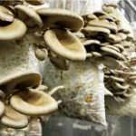 Gourmet Mushroom Cultivation - Rolla