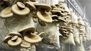 Gourmet Mushroom Cultivation - Rolla