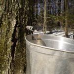 Maple Tree Tapping