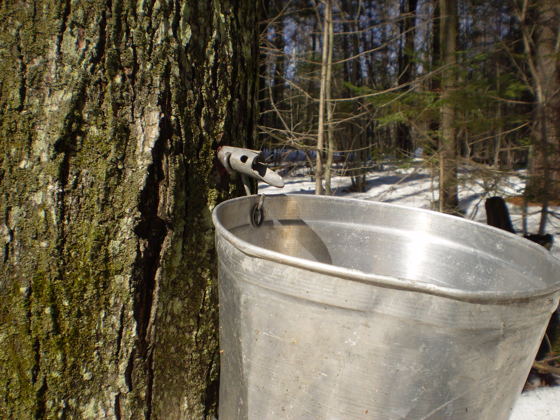 Maple Tree Tapping