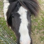 Meet Weston Little Hoof - Mini Horse - CLASS IS FULL