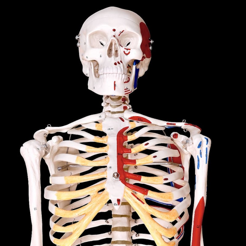Skeleton model