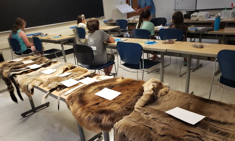 Young students sitting at desks with mammal pelts on display