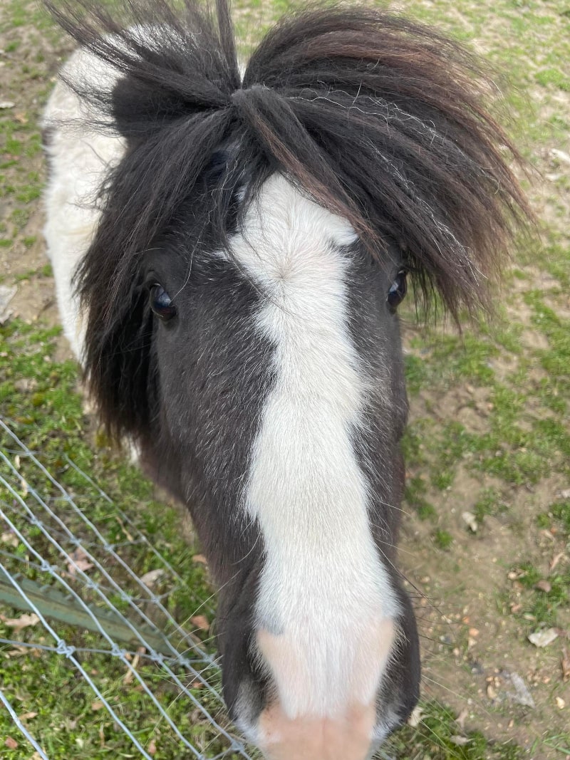 Close-up of black and white mini horse named Weston Little Hoof