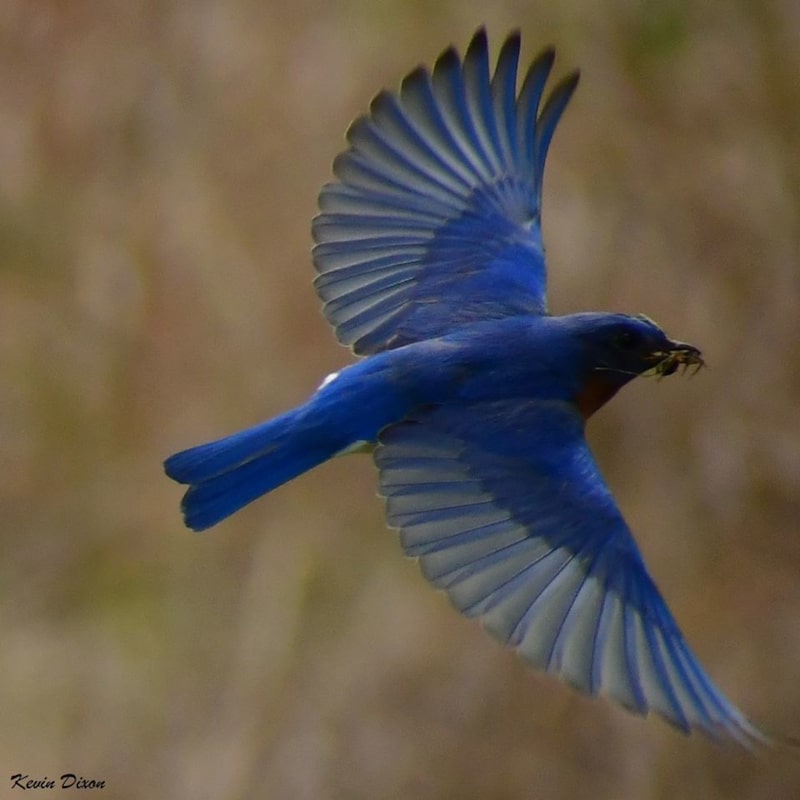 Photograph of blue bird in flight