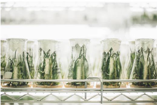Plants in beakers