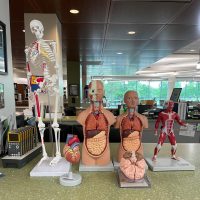 Anatomical models