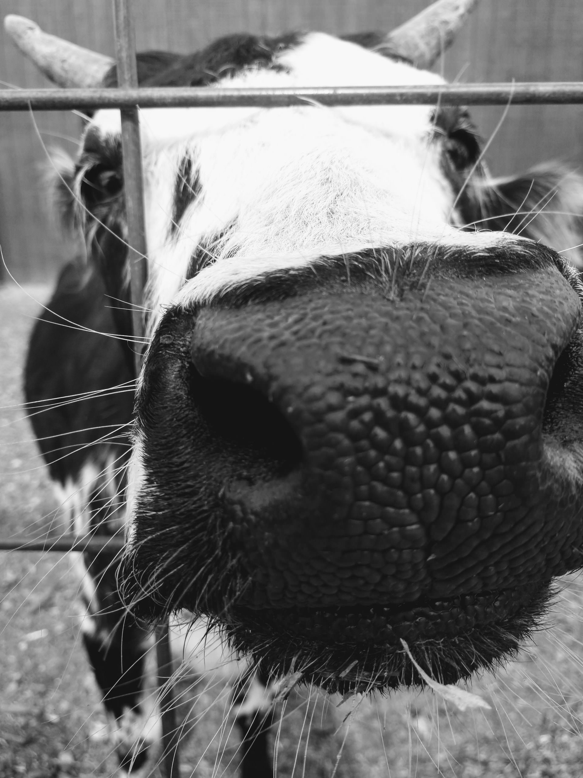 Cow on the Farm by Julie Rodgers