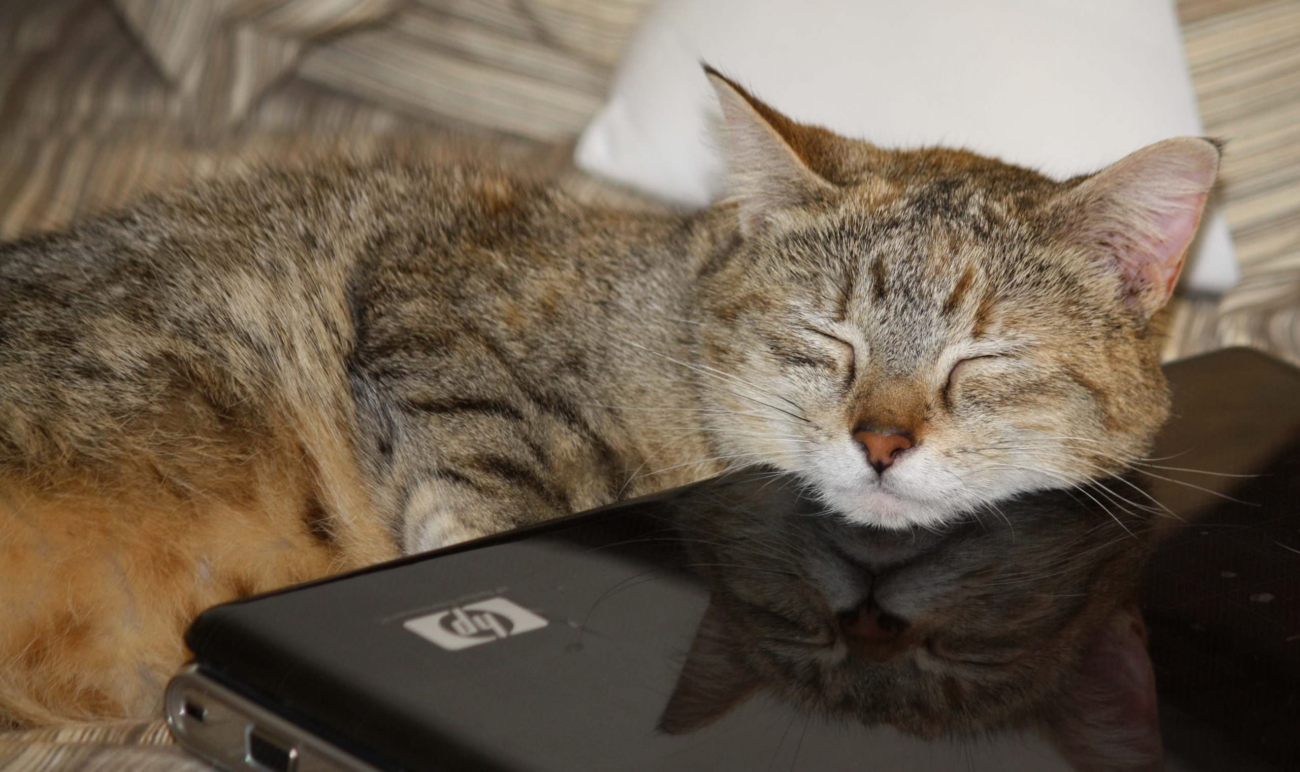 Laptop Pillow by Keith Pulles