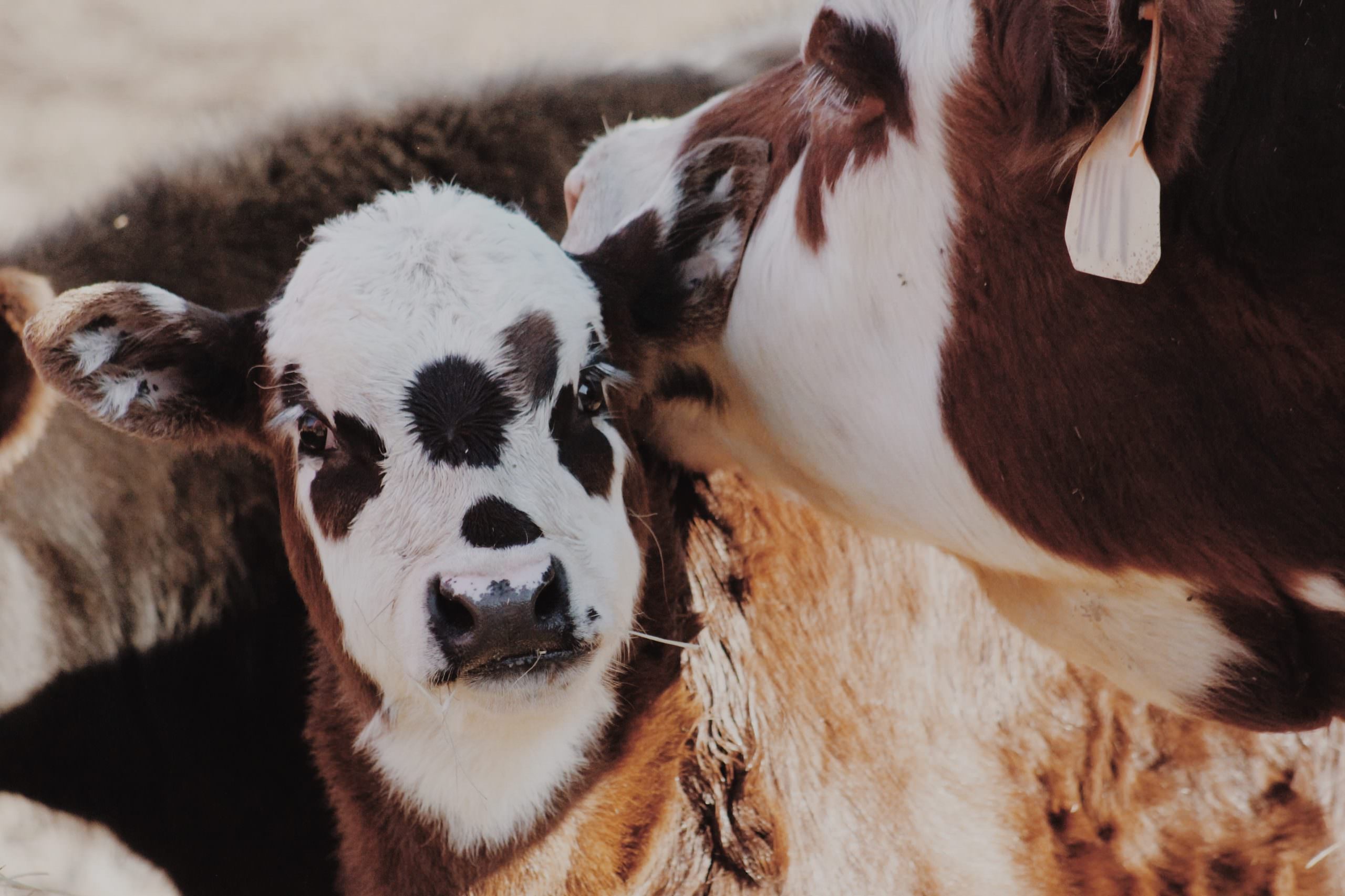 Mother/Daughter Duo by Abigail Tobben