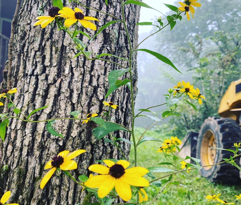 Yellow Morning by Nicole Neal