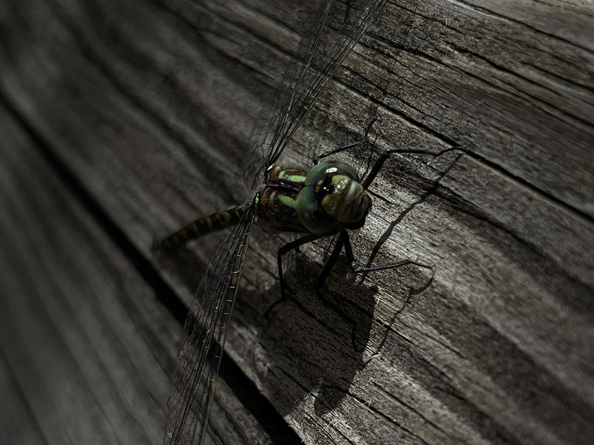 A Bug’s Life by Alexis Bolich