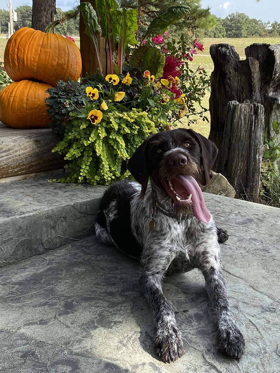 Harvest Pup by Hannah Jarvis​