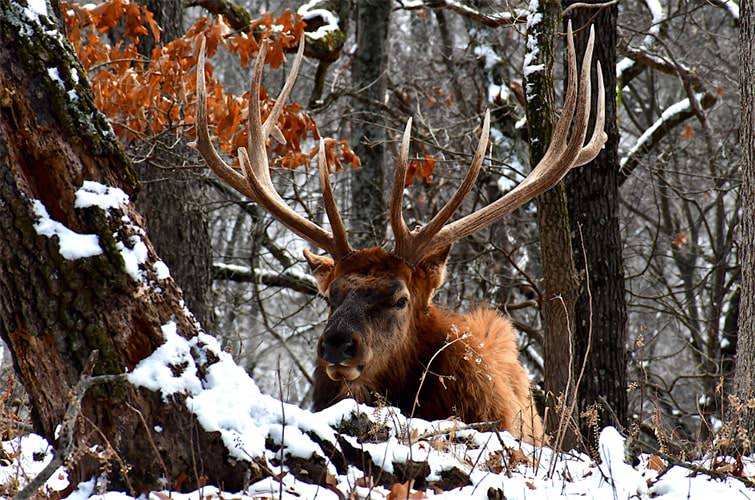 His Majesty at Rest by Kevin Dixon