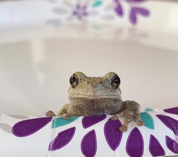 Portrait of a Frog by Abby Riegel