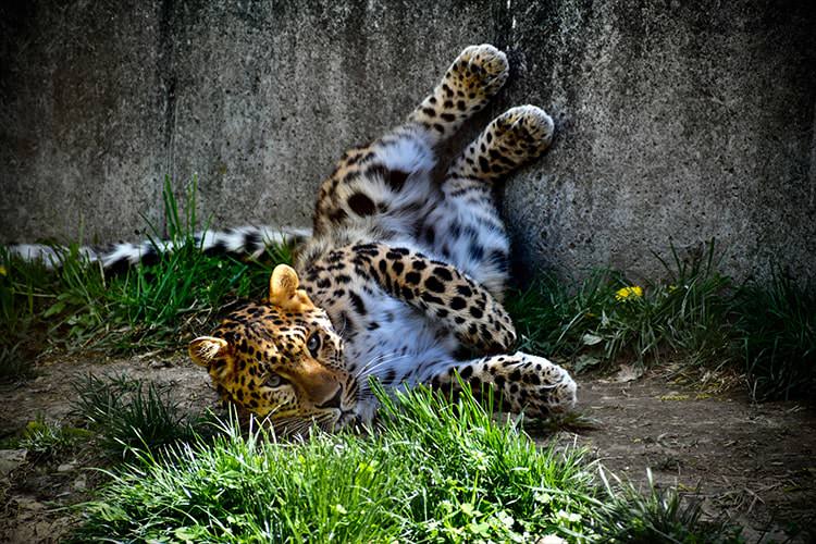 Lounging Leopard by Alissa Zeh