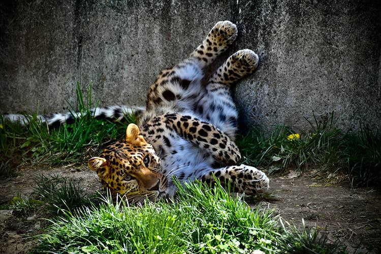 Lounging Leopard by Alissa Zeh​