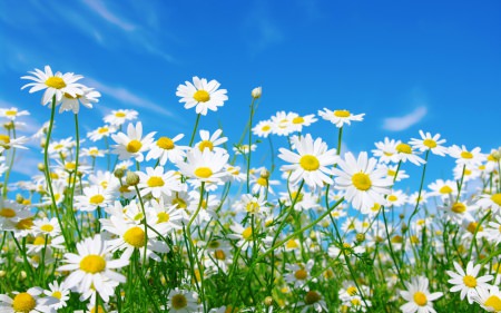 A field of spring daisies