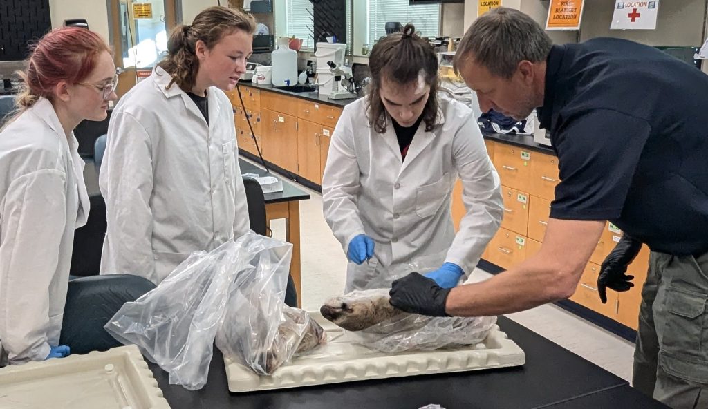 Biology instructor showing students deer head