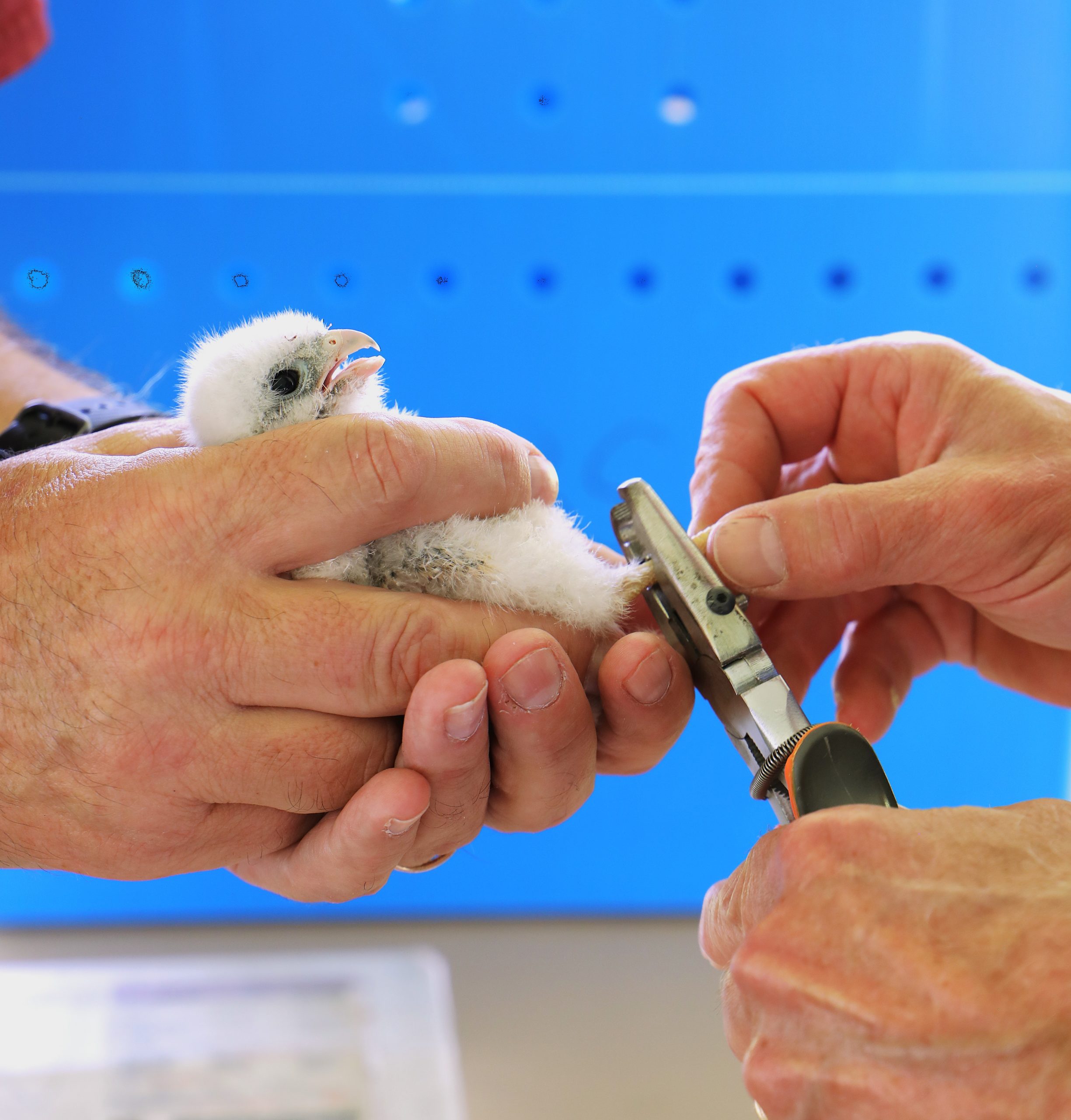 An up close image of biology instructor Kevin Dixon who recently welcomed the World Bird Sanctuary to East Central College, where they worked together to tag young kestrels nesting on campus.